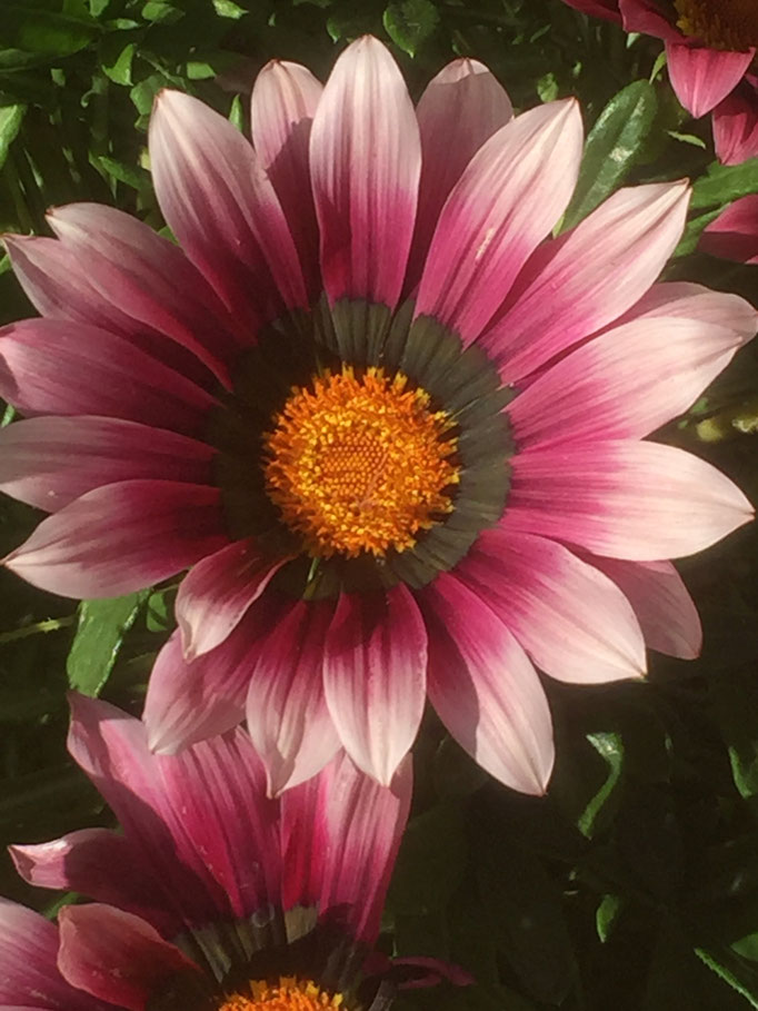 Casa Cardon La Palma